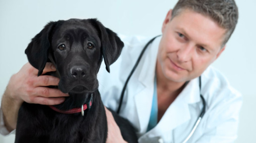 labrador