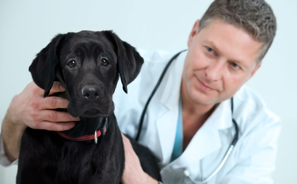 labrador