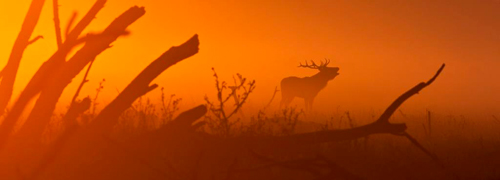 wildernis