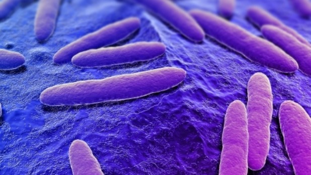 bacteriepaars_478x359_0