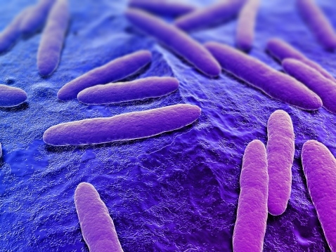 bacteriepaars_478x359_0