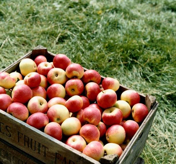 appelen_613x571