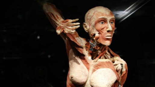 bodyworlds