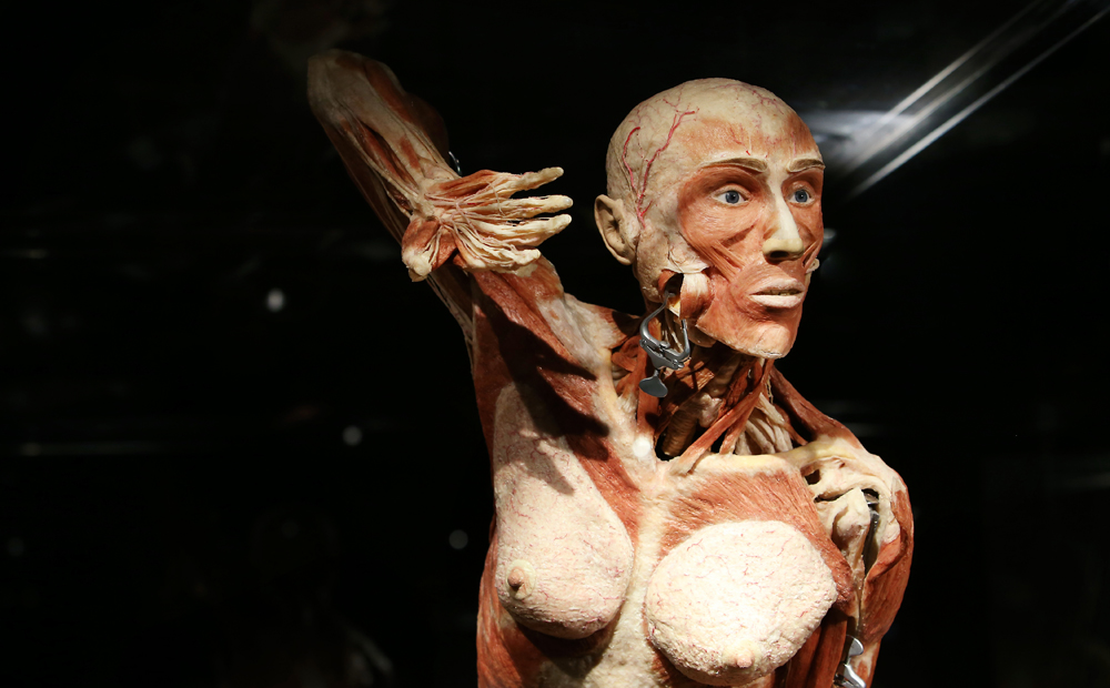 bodyworlds