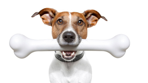 hond2