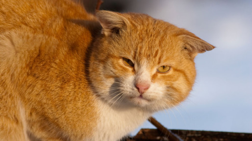 cat