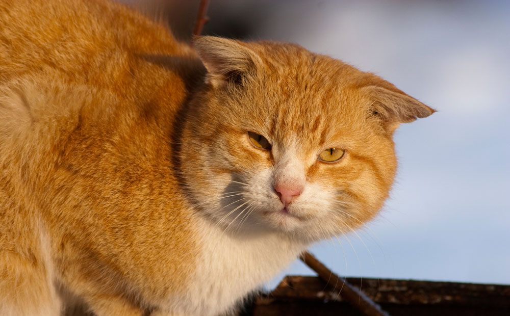 cat