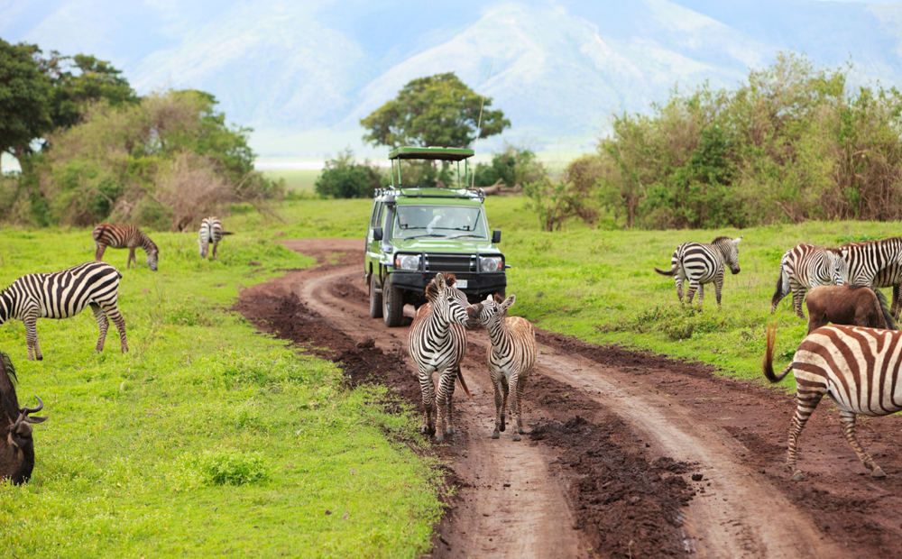 safari_0