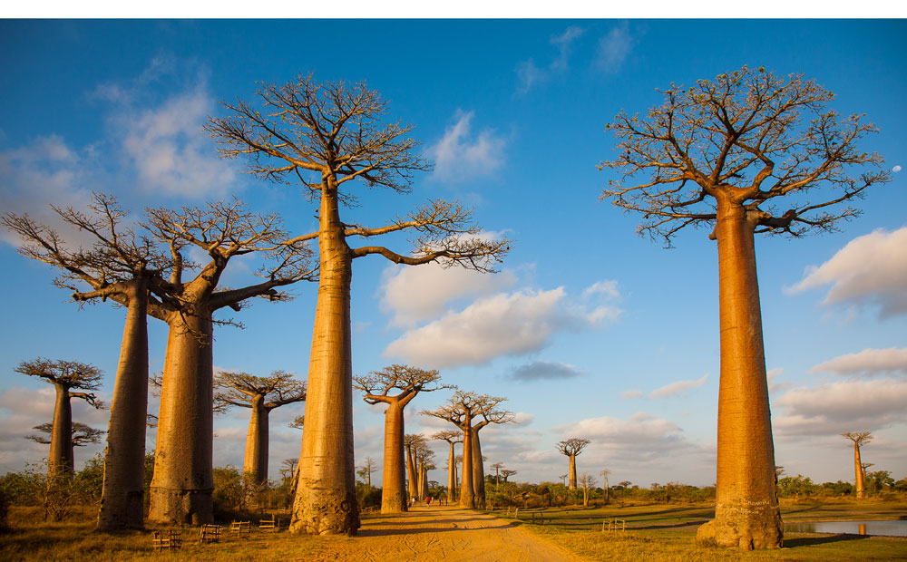 madagascarhoofdbeeld