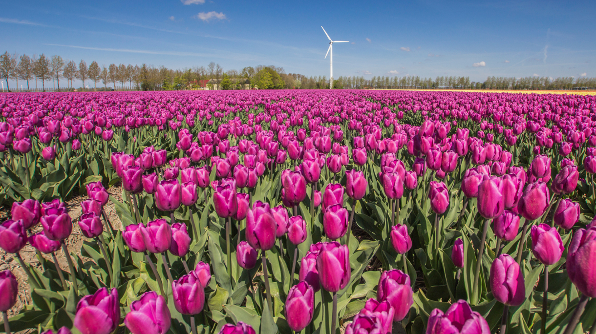 bollenstreek_1220