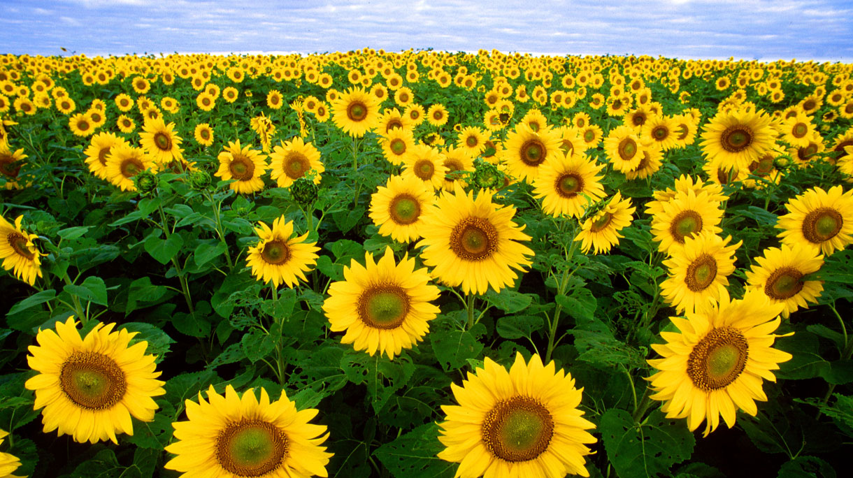 zonnebloemen