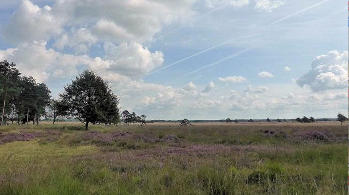 hoofd-beeld