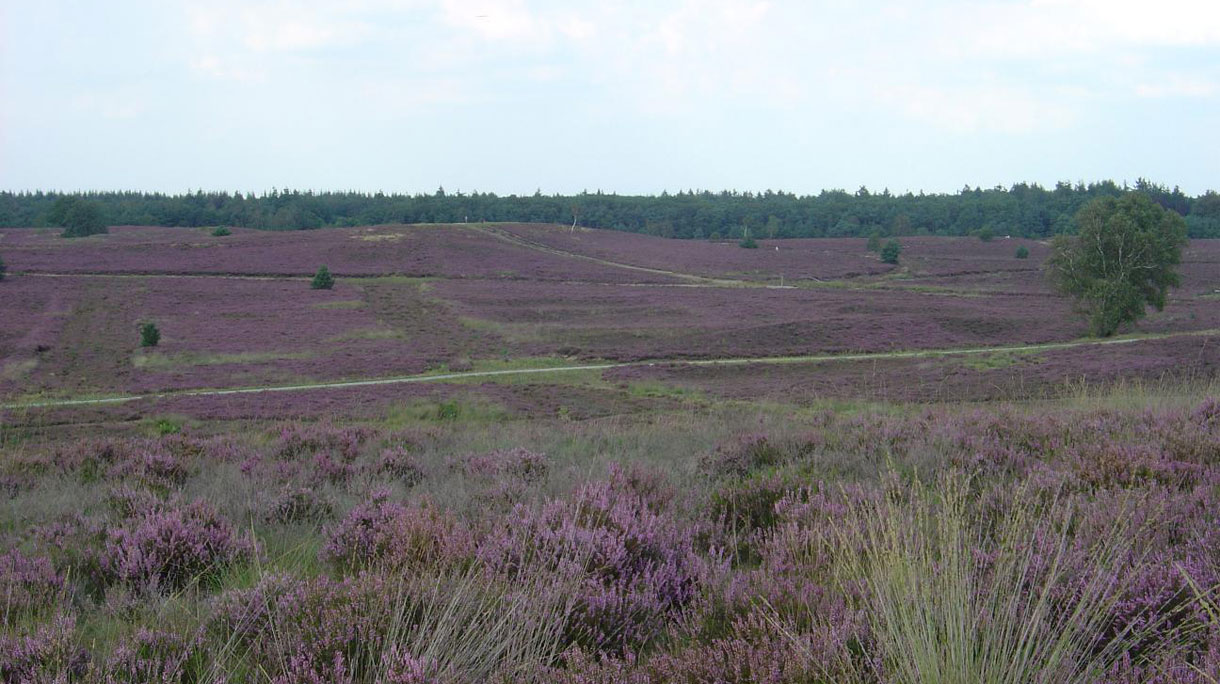 elspeetse_heide_0