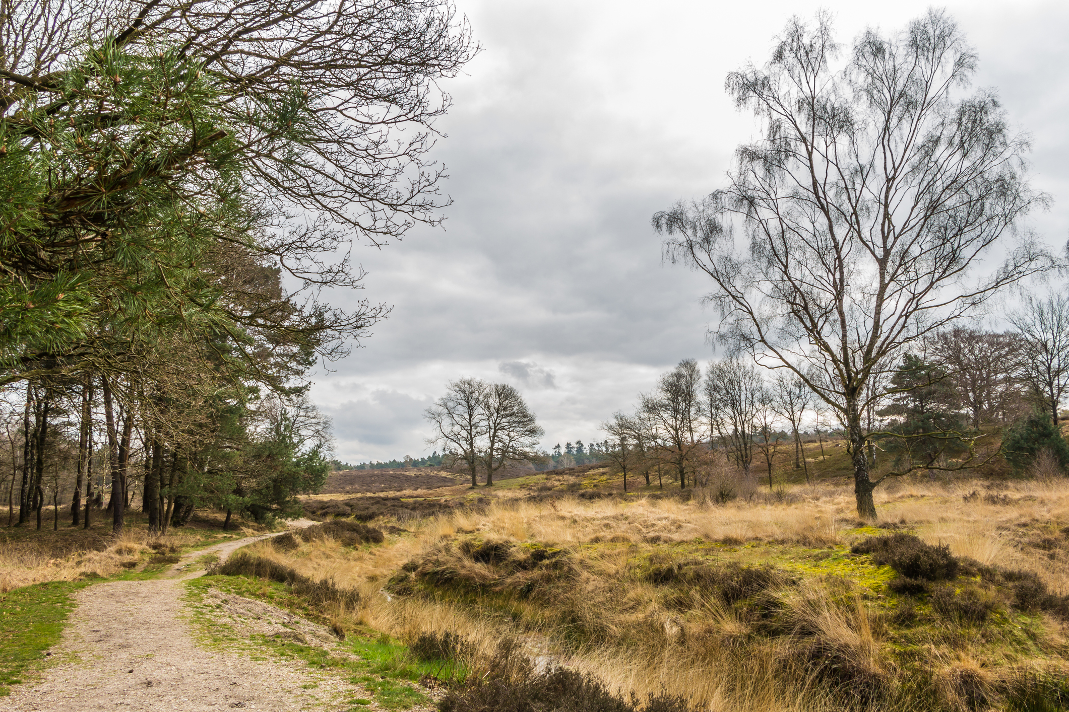 Dutch heather  landscape near Wolfheze in the Netherlands