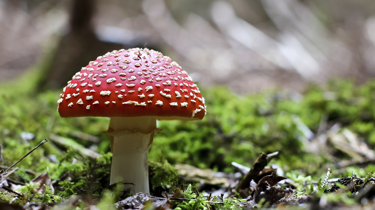 paddenstoelen