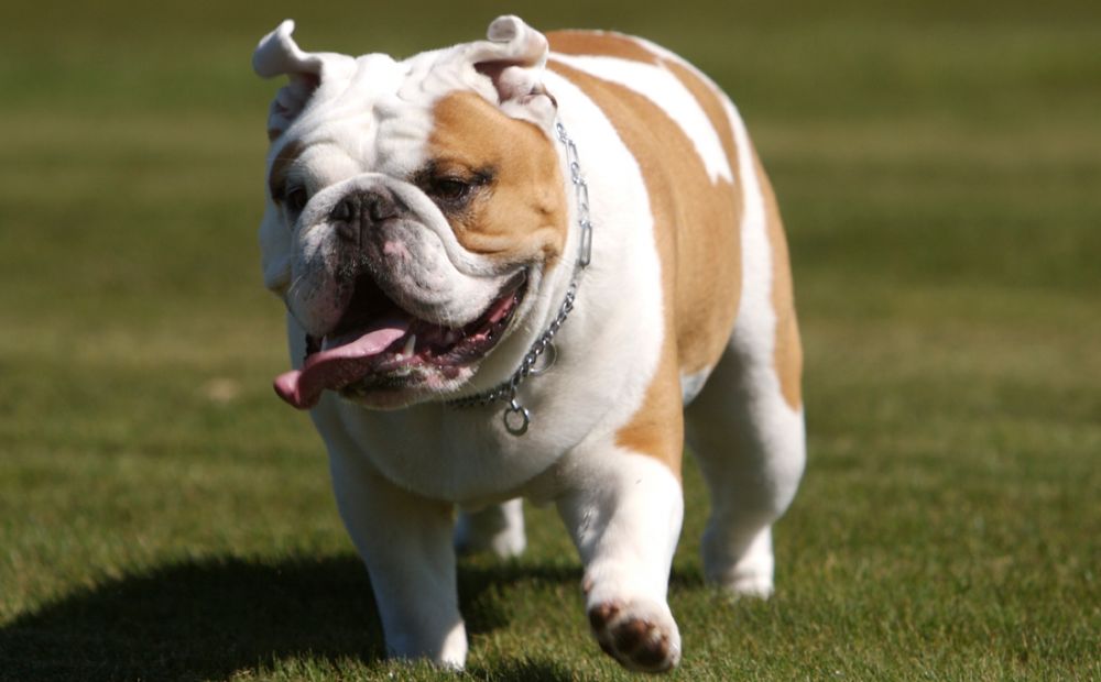 bulldog_1220