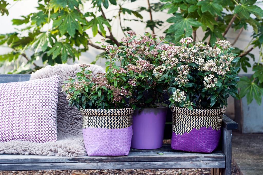 Viburnum (Sneeuwbal)