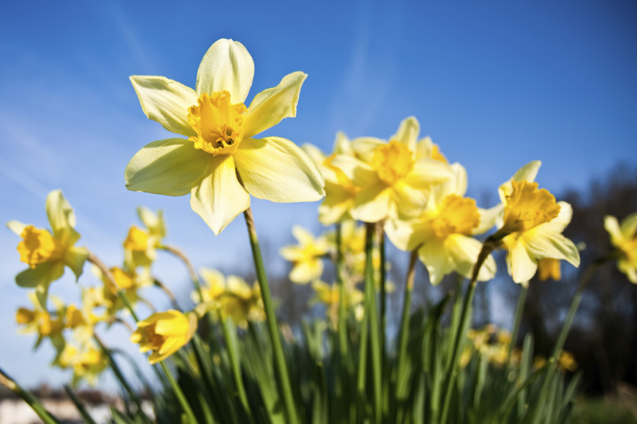 Daffodils with Morning Dew