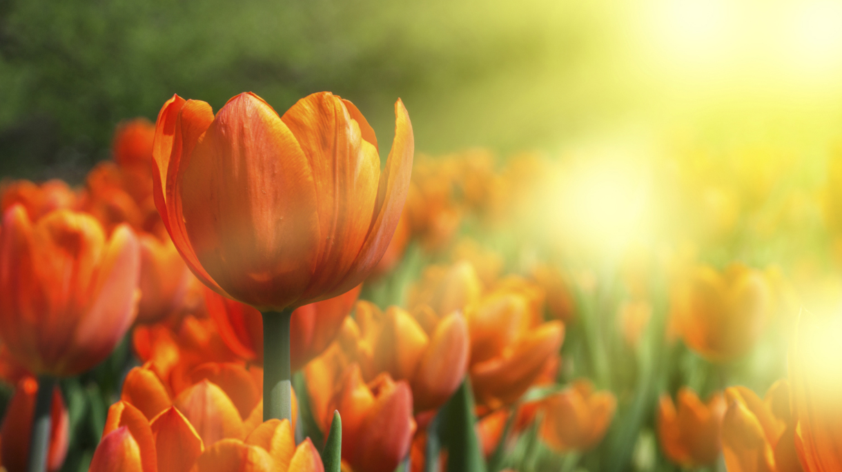 orange tulips