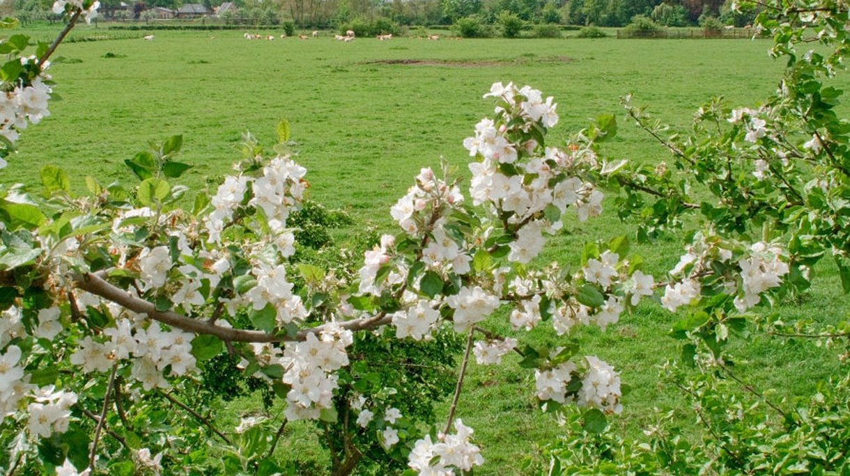 geldermalsen1