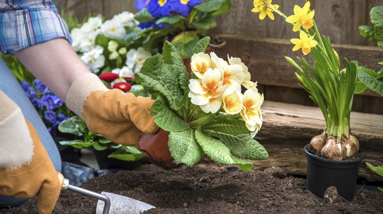 Gardener planting flowers