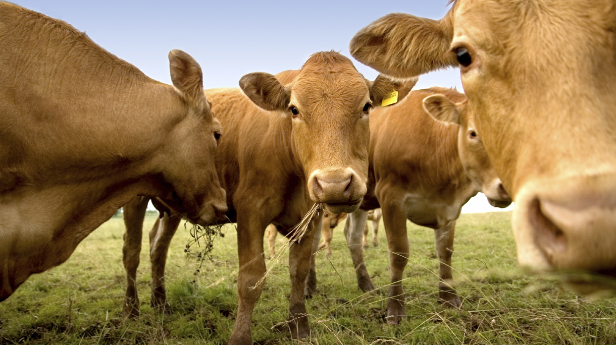koeien_dieren