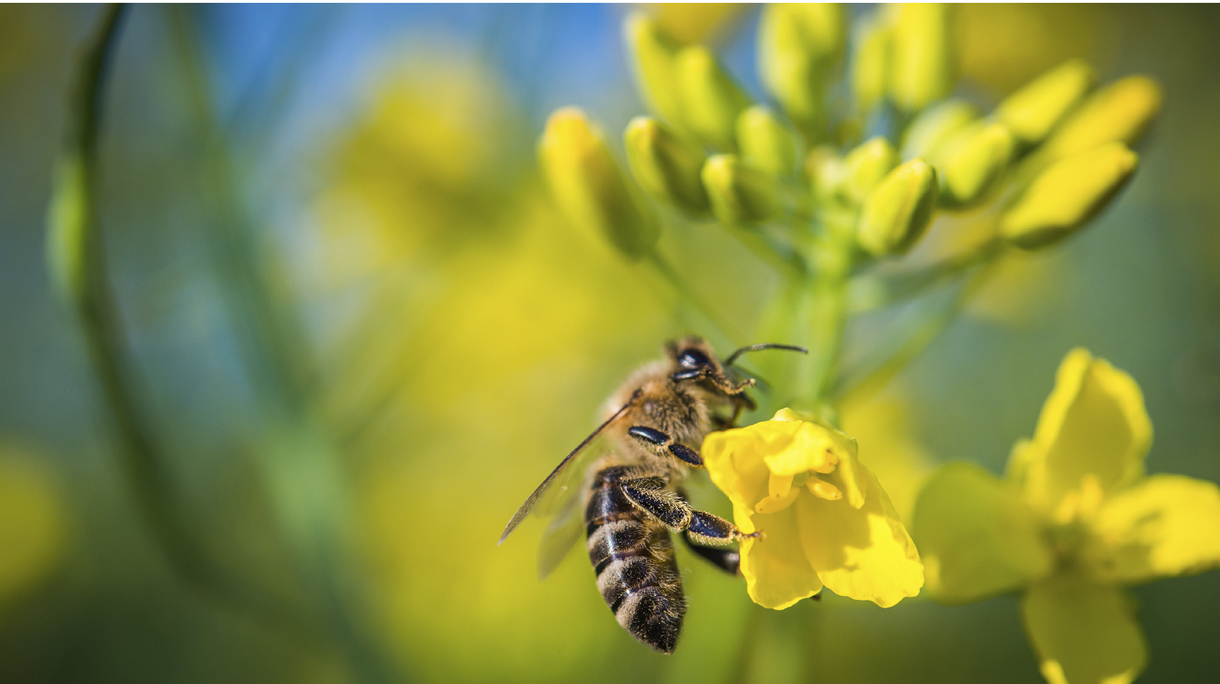 Bee on a yellow flower