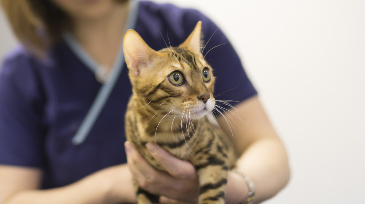 voeding_dieren_huisdieren