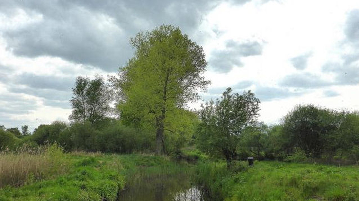 kampina1