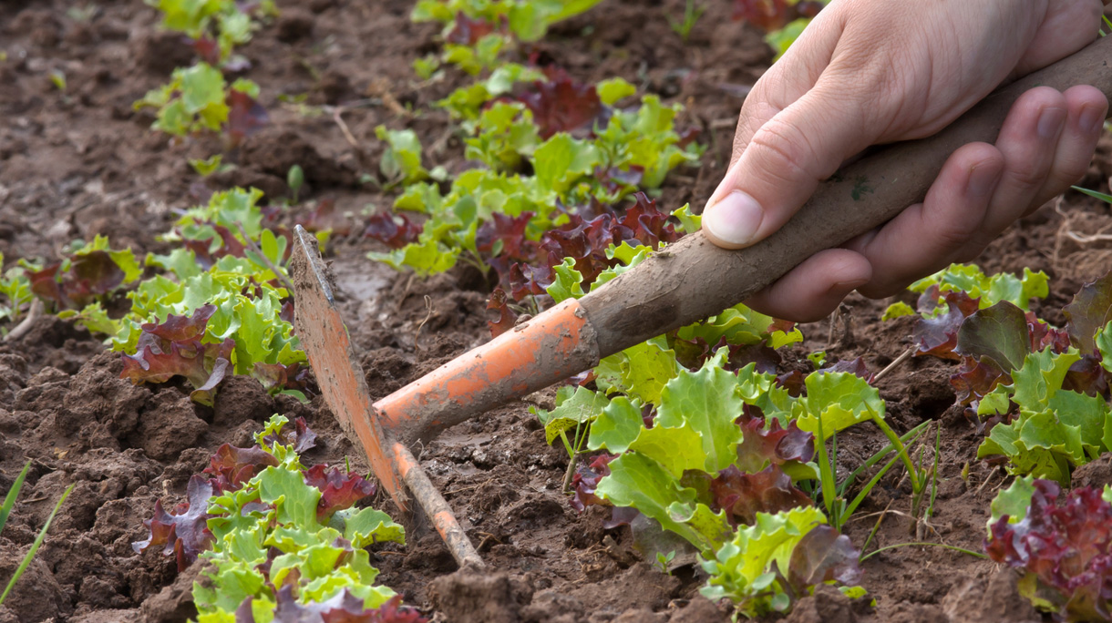 moestuin_1220