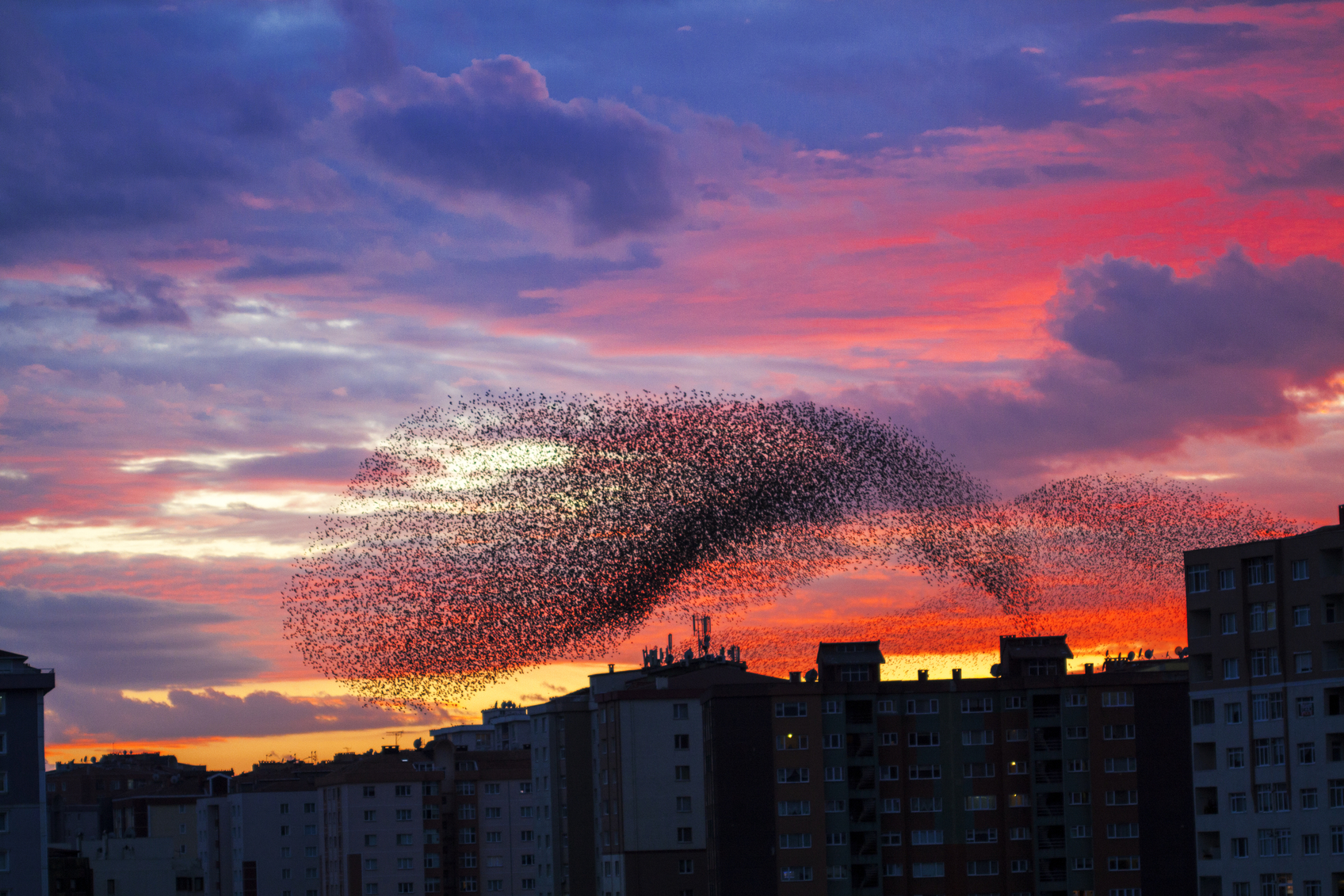 Starlings
