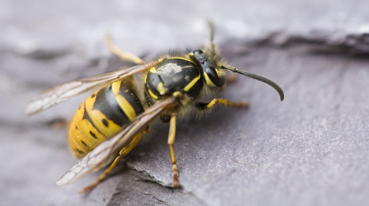 Close-up of a common wasp on a natural brown bark surface