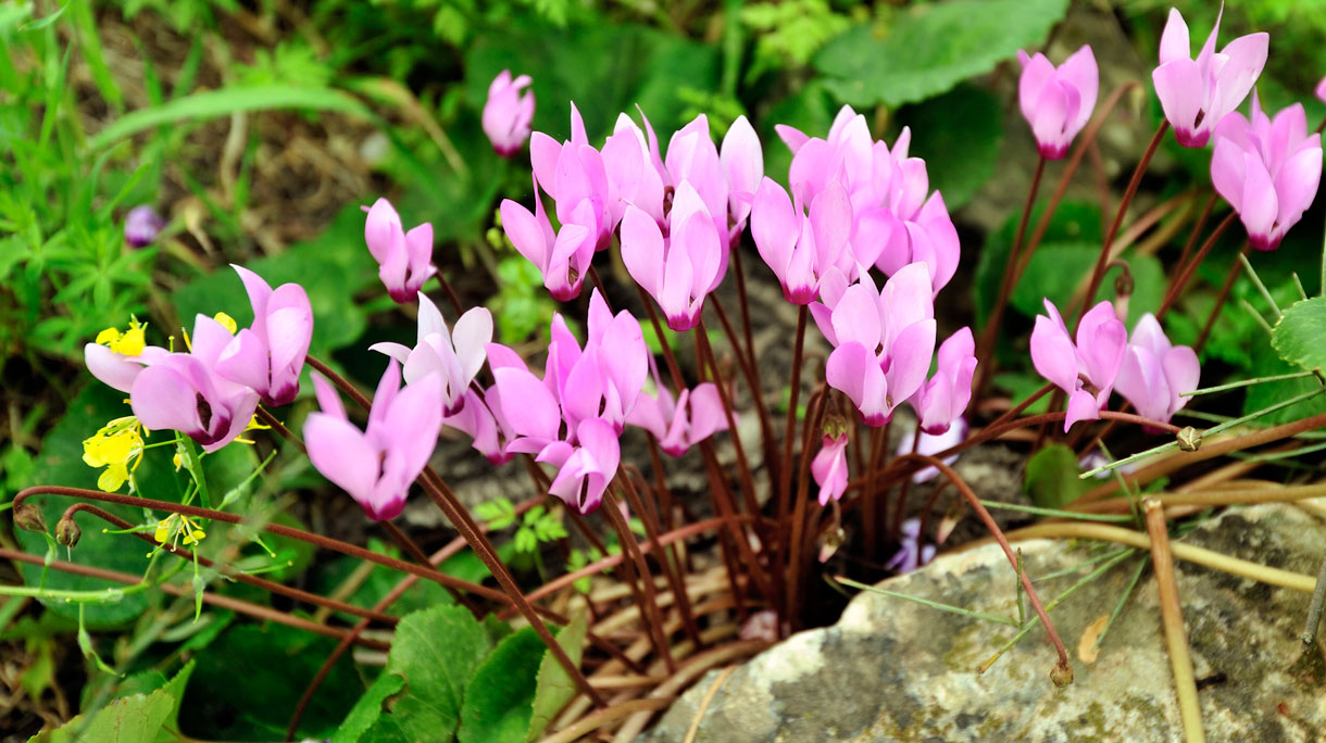 cyclamen