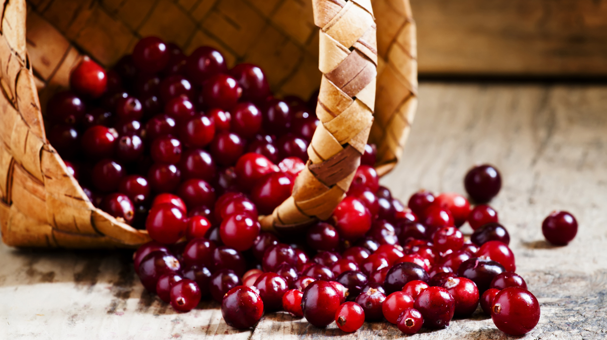 Fresh ripe cranberries poured out of a wicker basket