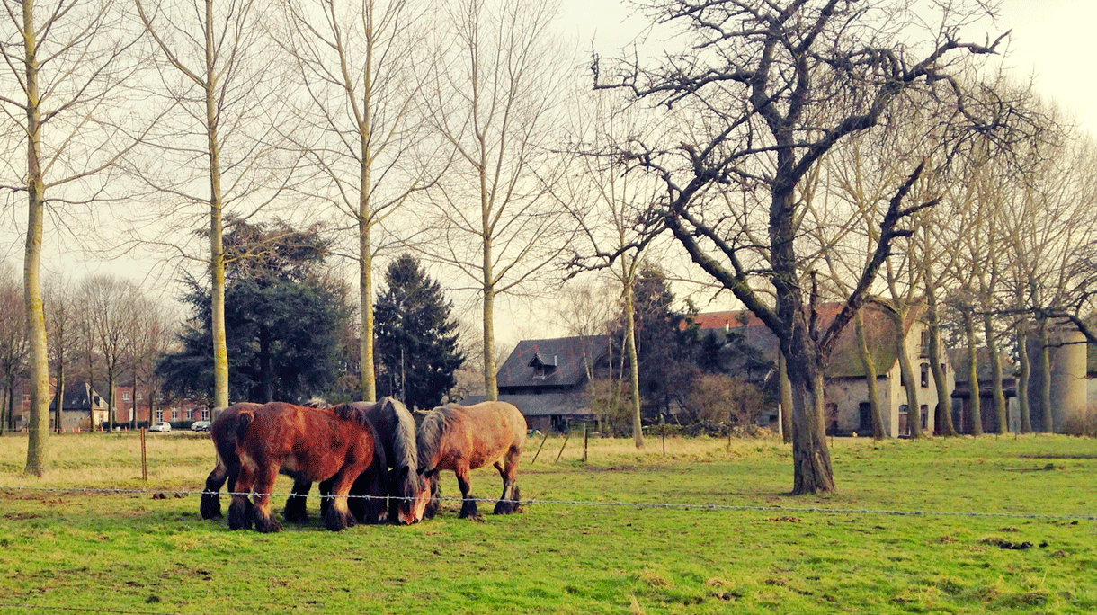 brabant