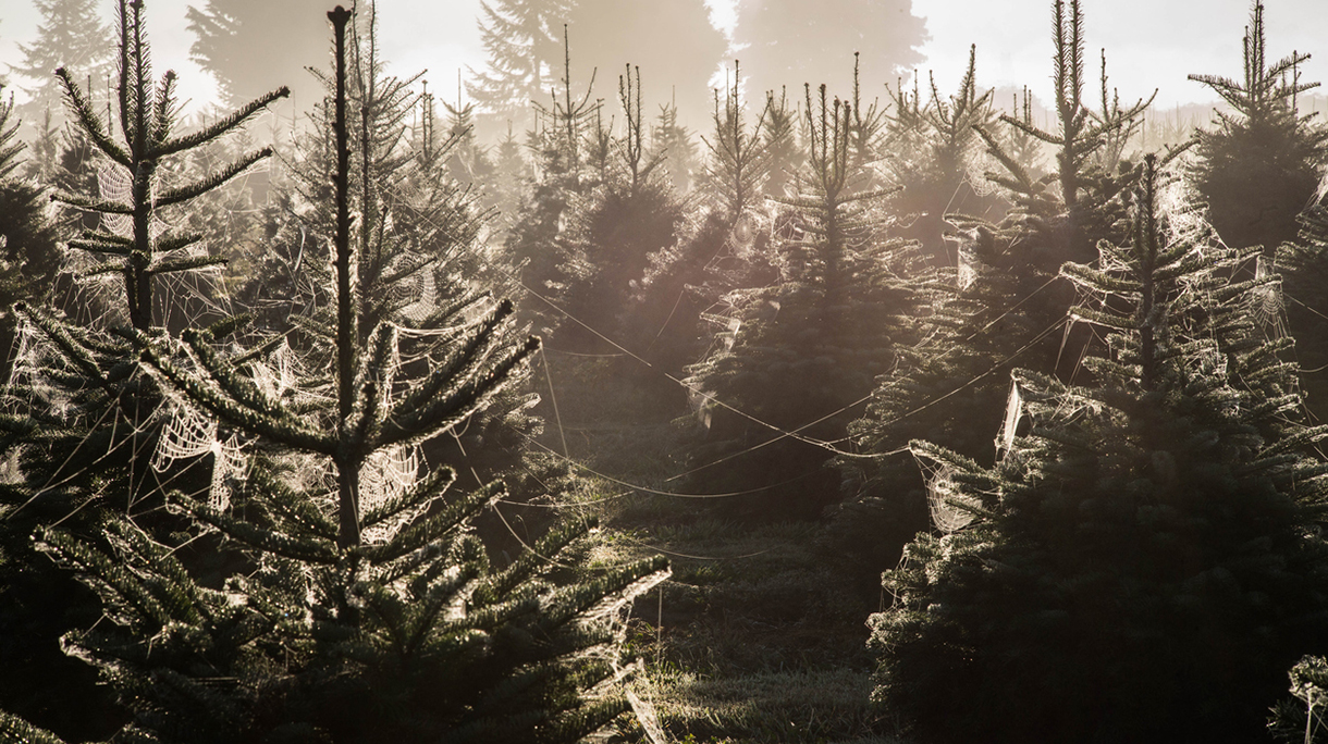 Webs on Christmas trees with morning Dew