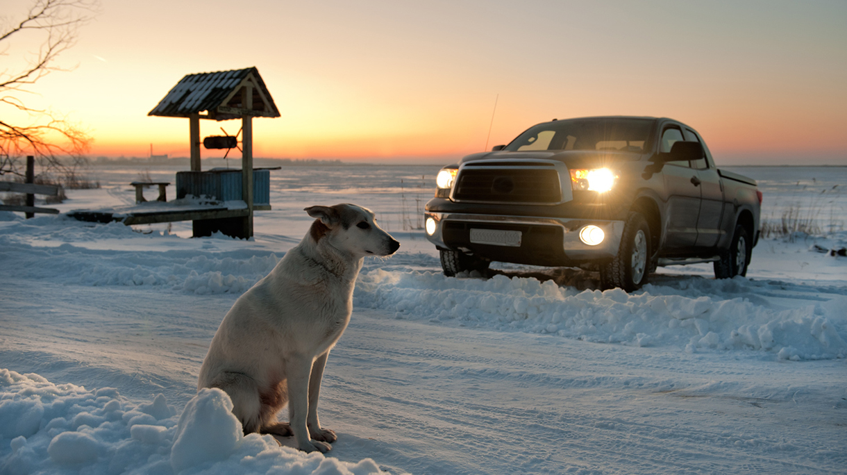 The dog waits at road.