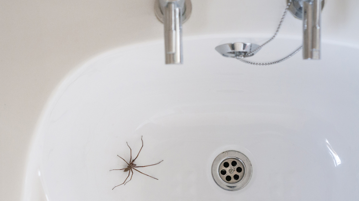 Giant House Spider In A Bathroom