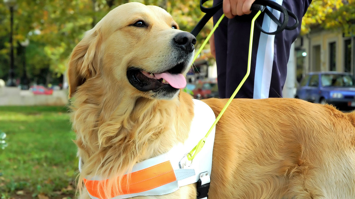 hond_1