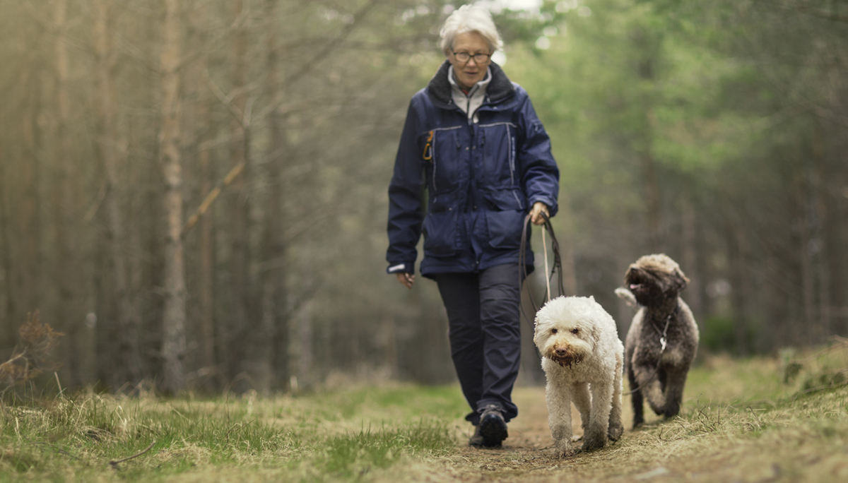 Woman out walking two dogs in a forest