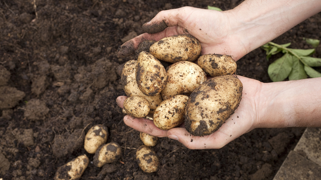 Muddy Potatoes