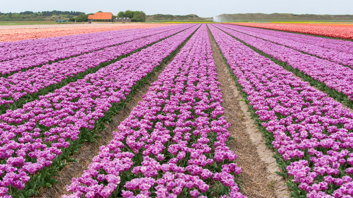 bloembol
