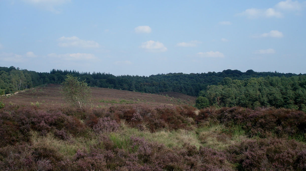mookerheide