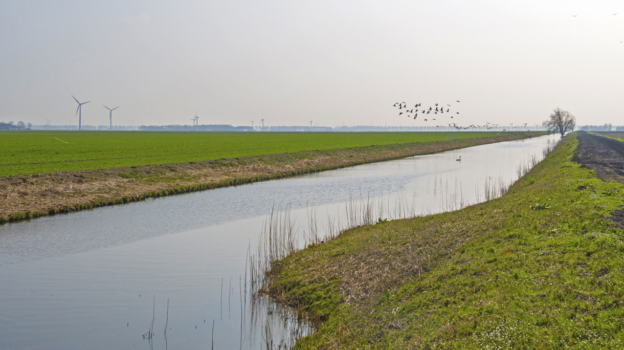Flock of geese flying over a canal