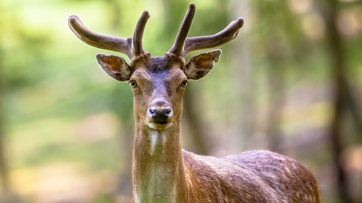 Fallow deer torso