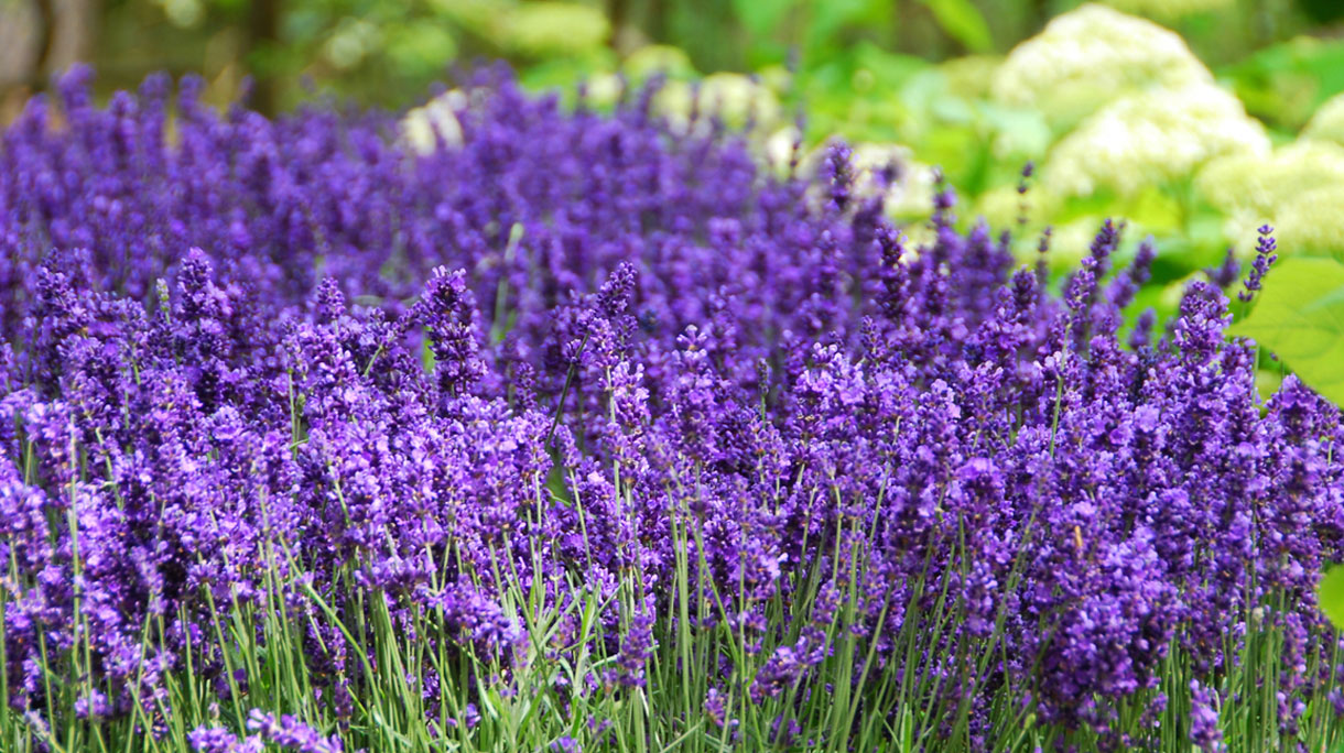 lavendel
