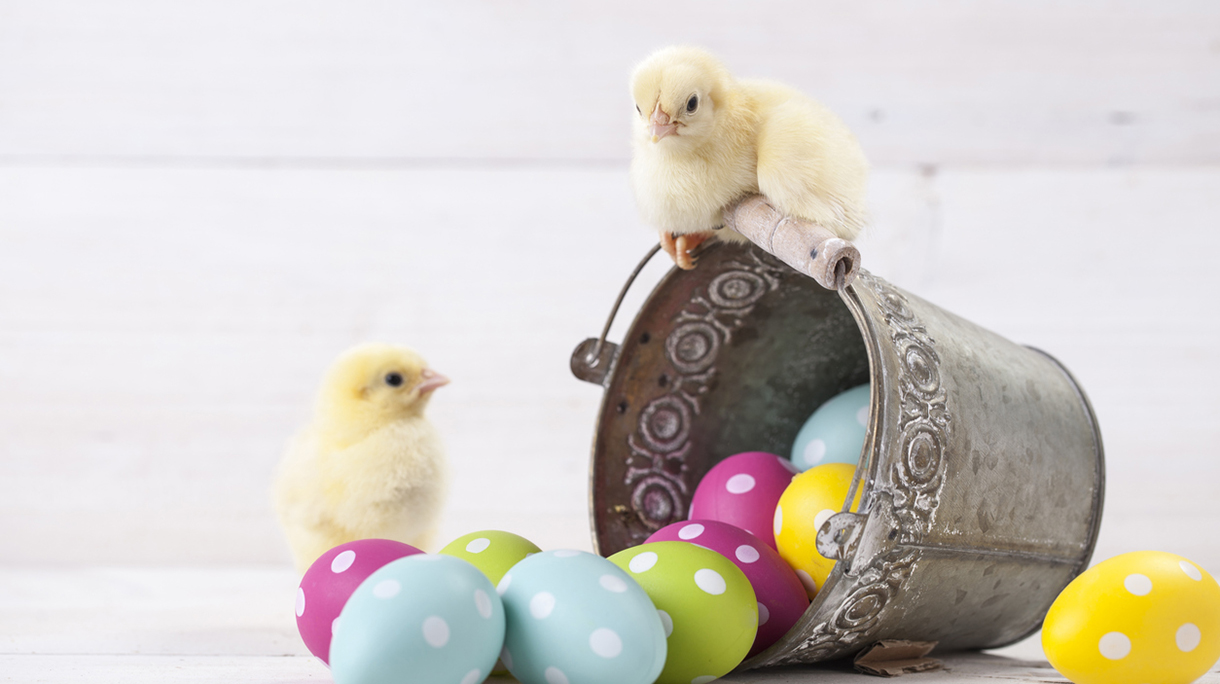 Easter chicken, eggs and decoration on white background