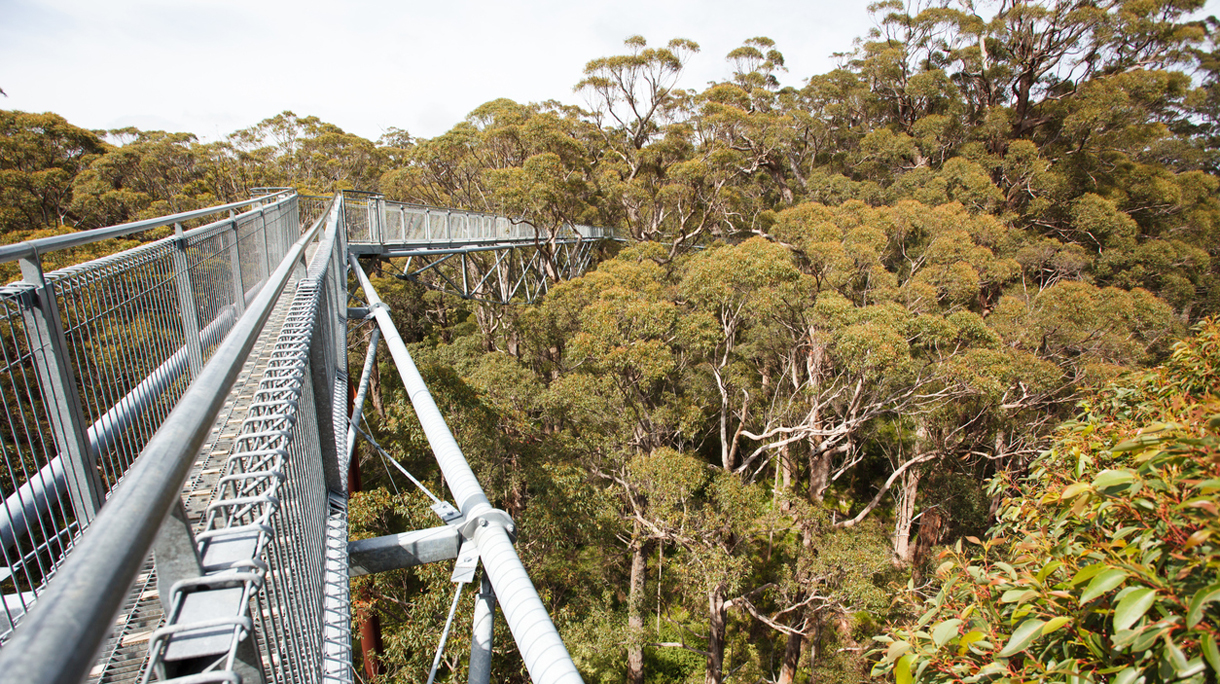 Treetop walking bridge
