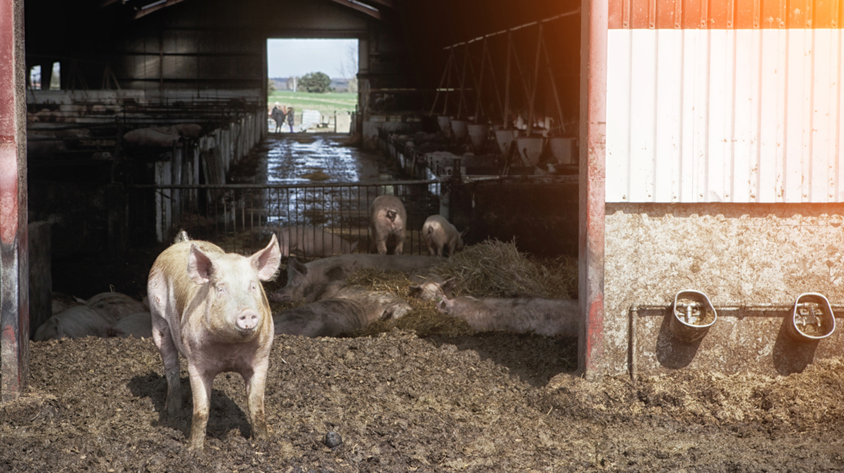 Little pig in front of eco farm.