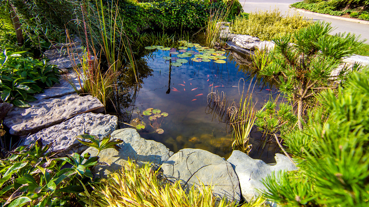 Pond in a beautiful creative lush green blooming garden